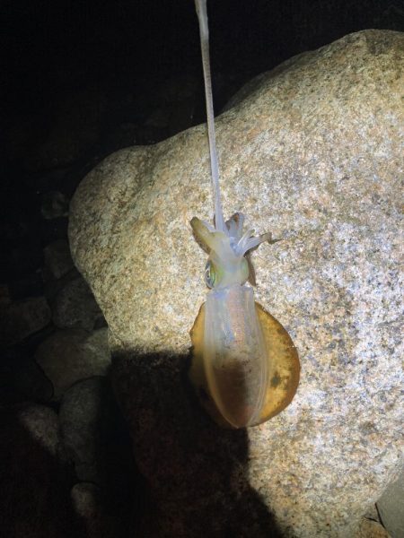 ゴロタでエギング!