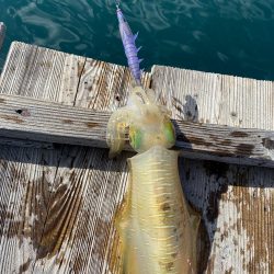 アオリイカとカワハギ狙うも…