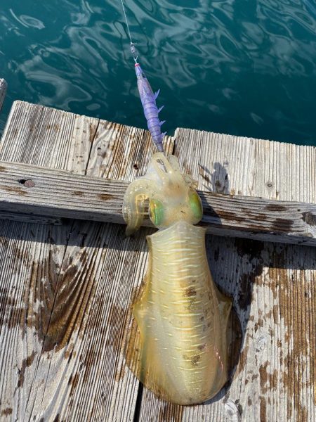 アオリイカとカワハギ狙うも…