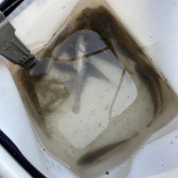 名古屋港でハゼ釣り