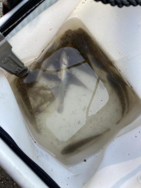 名古屋港でハゼ釣り