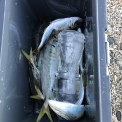 アジ釣り⑧
