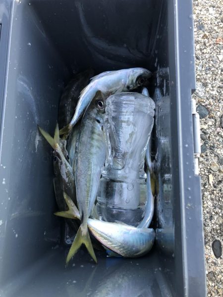 アジ釣り⑧