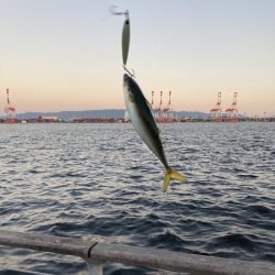 鯖が控え目な大潮最終日の朝。。。