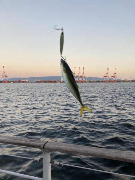 鯖が控え目な大潮最終日の朝。。。