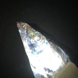 朝マズメのタチウオ 釣り