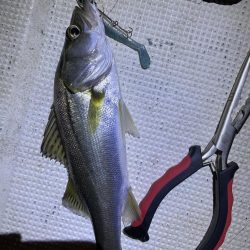 ボートでシーバス&マゴチ