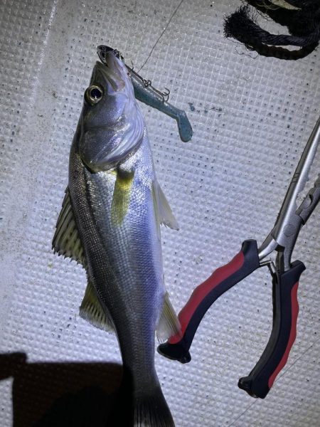 ボートでシーバス&マゴチ