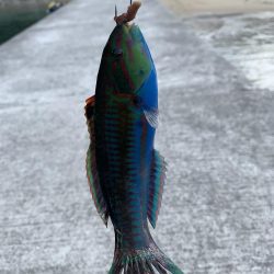 イカ狙いのはずが…