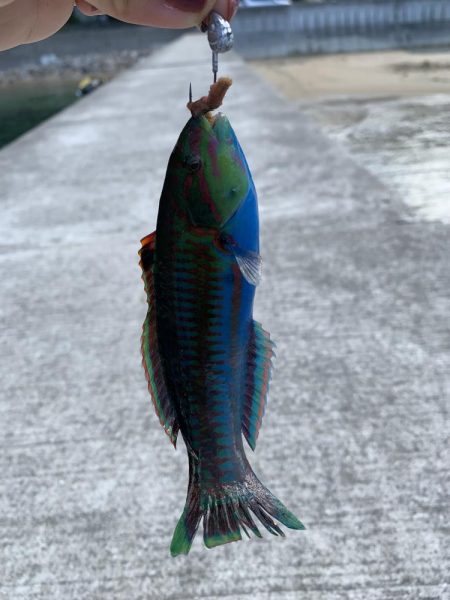 イカ狙いのはずが…