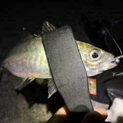 アジ&カワハギ&マハタ&太刀魚の生態調査