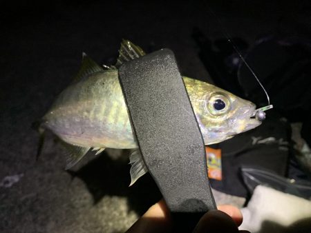 アジ&カワハギ&マハタ&太刀魚の生態調査