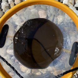 初エギング！昼間に釣り上げた。