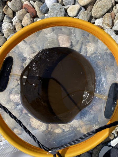 初エギング！昼間に釣り上げた。