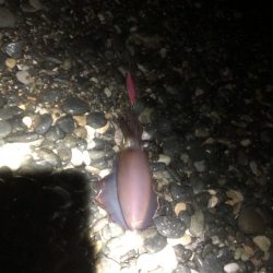 初めてのアオリイカ