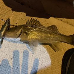 大潮　シーバス&マゴチ