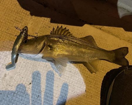 大潮　シーバス&マゴチ