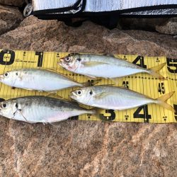 尺アジ居てます!