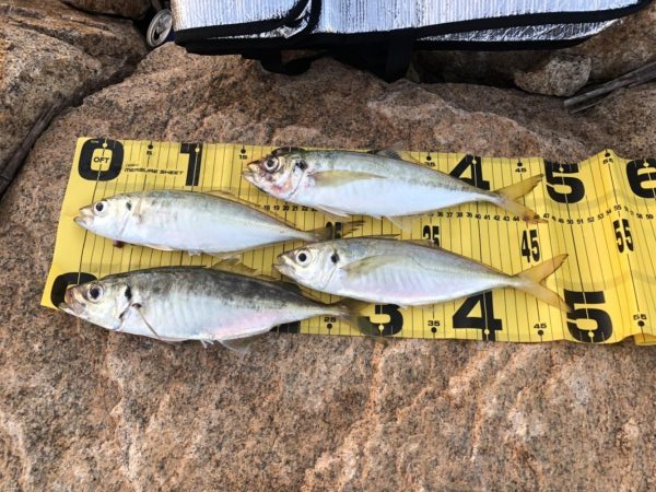 尺アジ居てます!