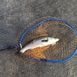 やっと釣れた！