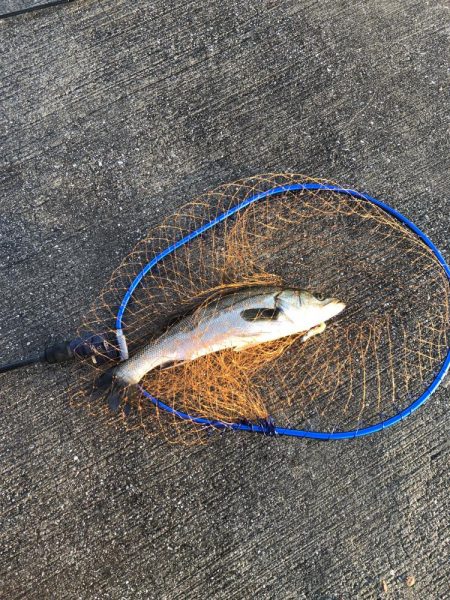 やっと釣れた！