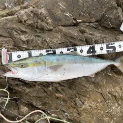 トップで青物メジロさん