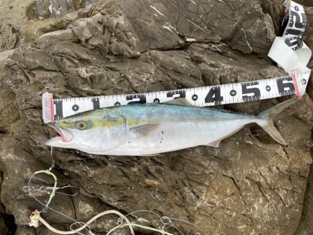 トップで青物メジロさん