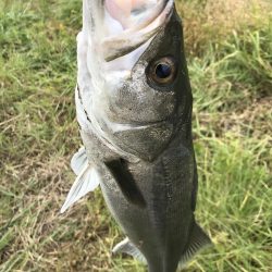 ルアーを上流に投げるだけ！？