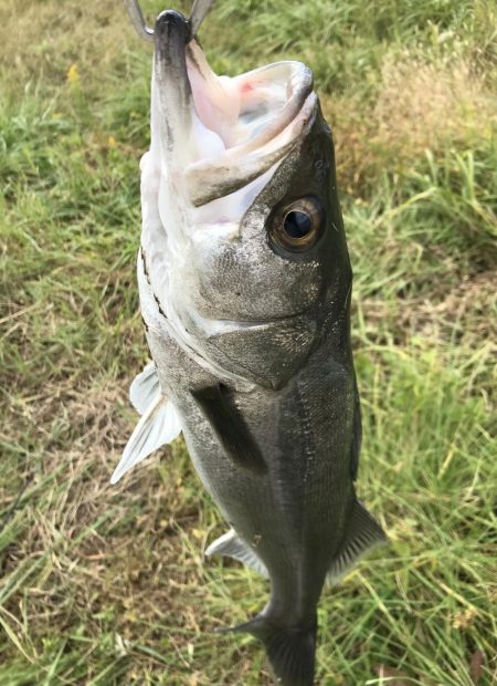 ルアーを上流に投げるだけ！？