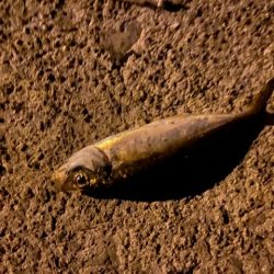 常夜灯アジング