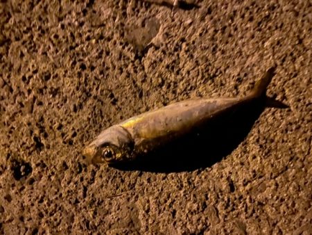 常夜灯アジング