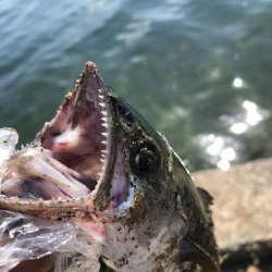 今日もサゴシを、狙いに