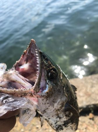 今日もサゴシを、狙いに