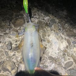 堤防エギング！