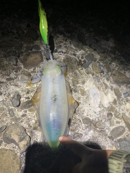 堤防エギング！