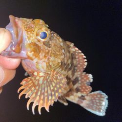 シャローフリーク