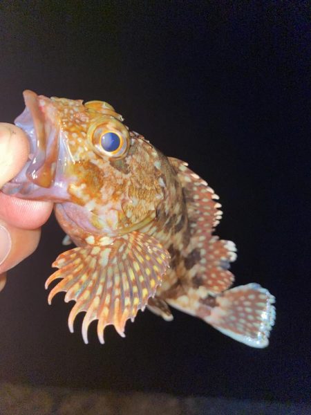 シャローフリーク