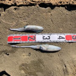 アオリイカと根魚三昧