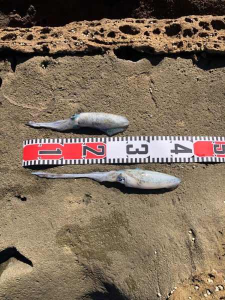 アオリイカと根魚三昧