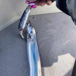 今年初の太刀魚