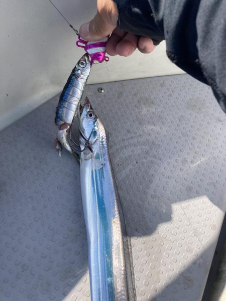 今年初の太刀魚