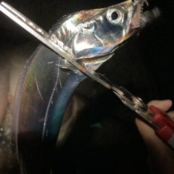 太刀魚