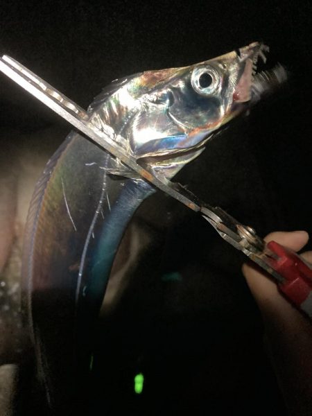 太刀魚