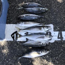 イカに磯にいったが?、あじアジ爆