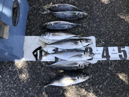 イカに磯にいったが？、あじアジ爆