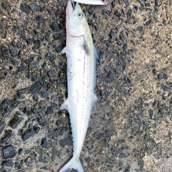 ショアジギング