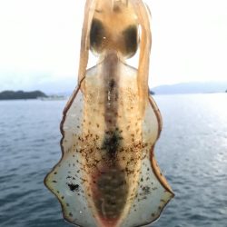 朝マズメのアオリイカ