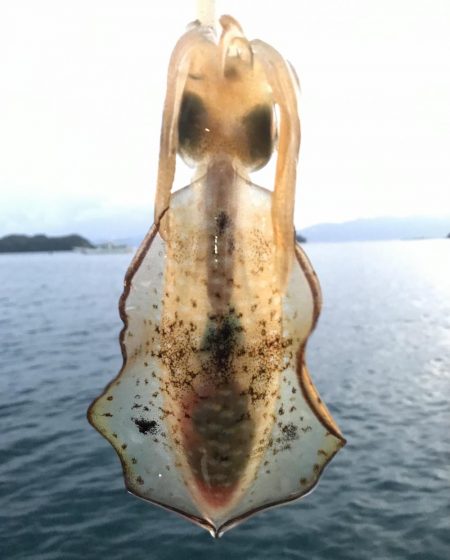 朝マズメのアオリイカ