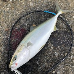 爆風湾岸ミノー