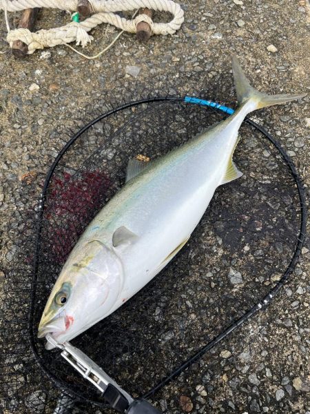 爆風湾岸ミノー